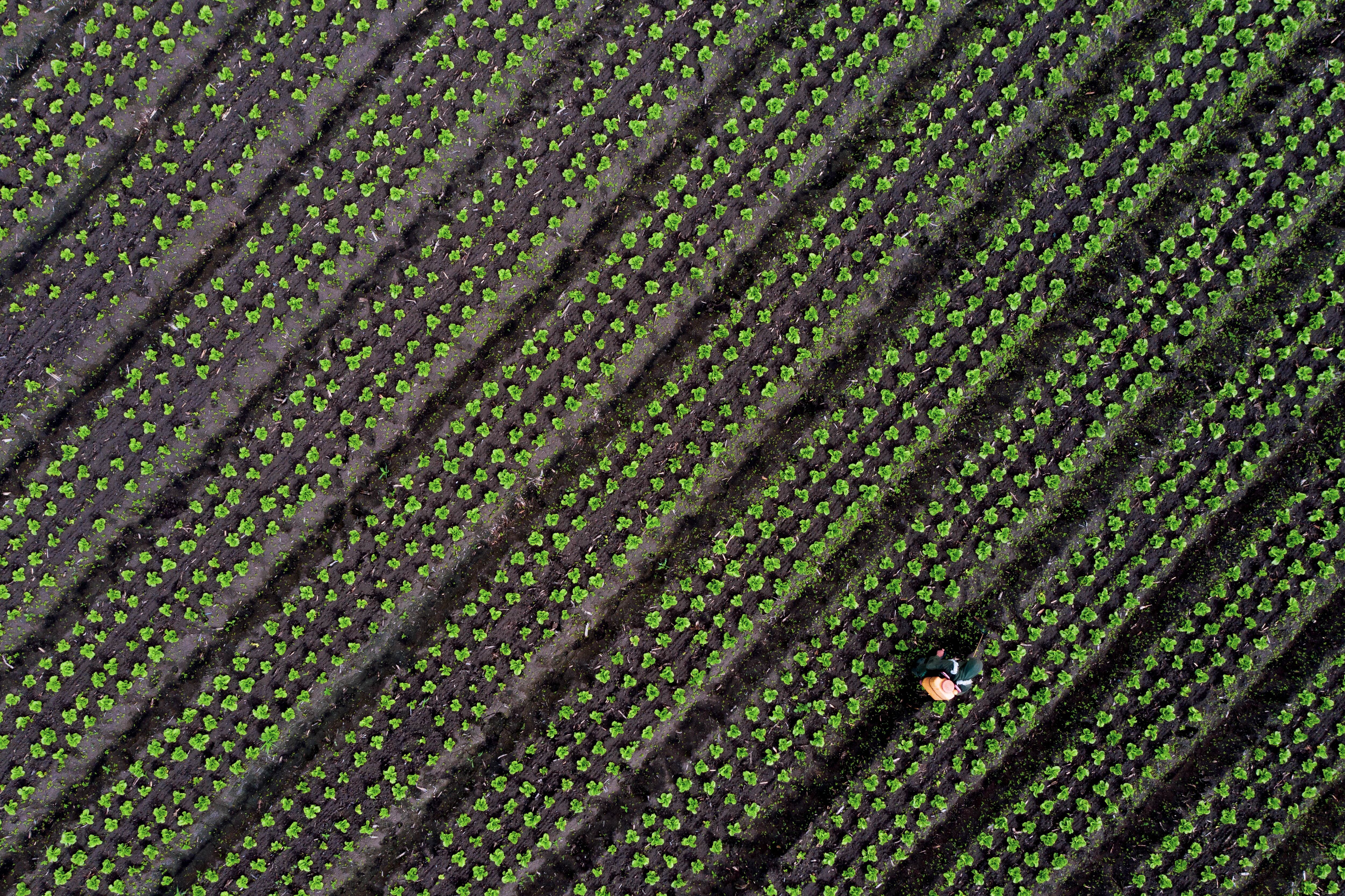 La lechuga es una verdura milenaria que se consumía en culturas como la egipcia y la romana.
