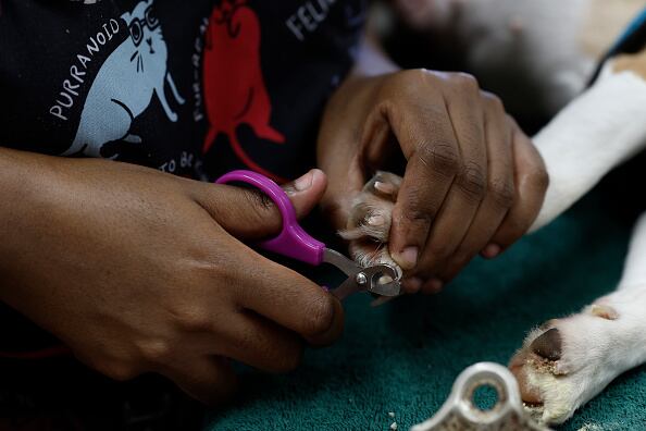 Hay que cortar adecuadamente las uñas de los perros para evitar lesiones e infecciones.