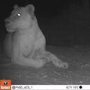 lioness in Sena Oura NP CREDIT WCS -- Gov of Chad 2.jpg