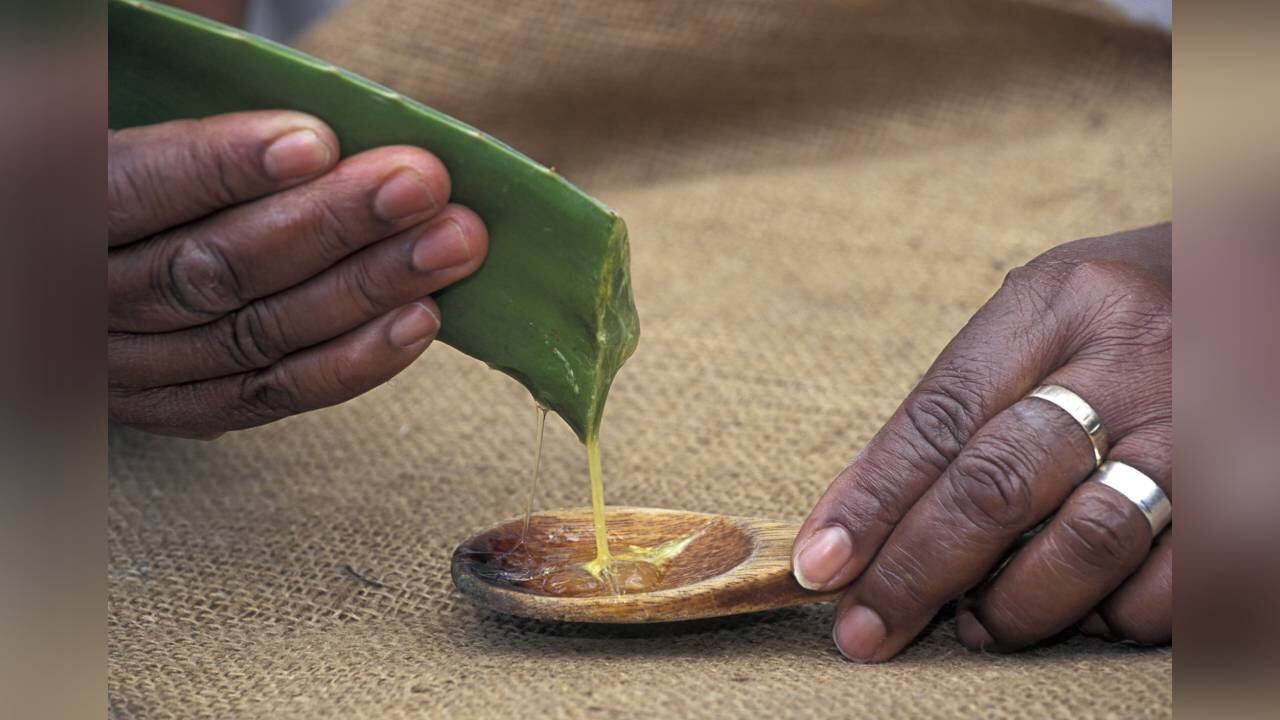 El aloe vera es uno de los remedios caseros que ayudan en el proceso para eliminar cicatrices. Foto: GettyImages.