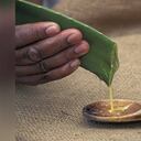 El aloe vera es uno de los remedios caseros que ayudan en el proceso para eliminar cicatrices. Foto: GettyImages.