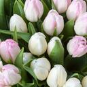 Descubra la historia y el significado de los tulipanes en este viaje por el mundo de las flores.