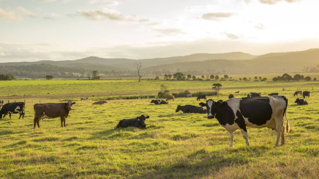 El mexicano aseguró que su experiencia estaba en el sector ganadero (imagen de referencia).