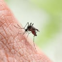 Según el Ministerio de Salud, el dengue es una amenaza.