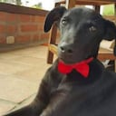 Tony era muy querido entre la comunidad educativa del colegio en el que murió