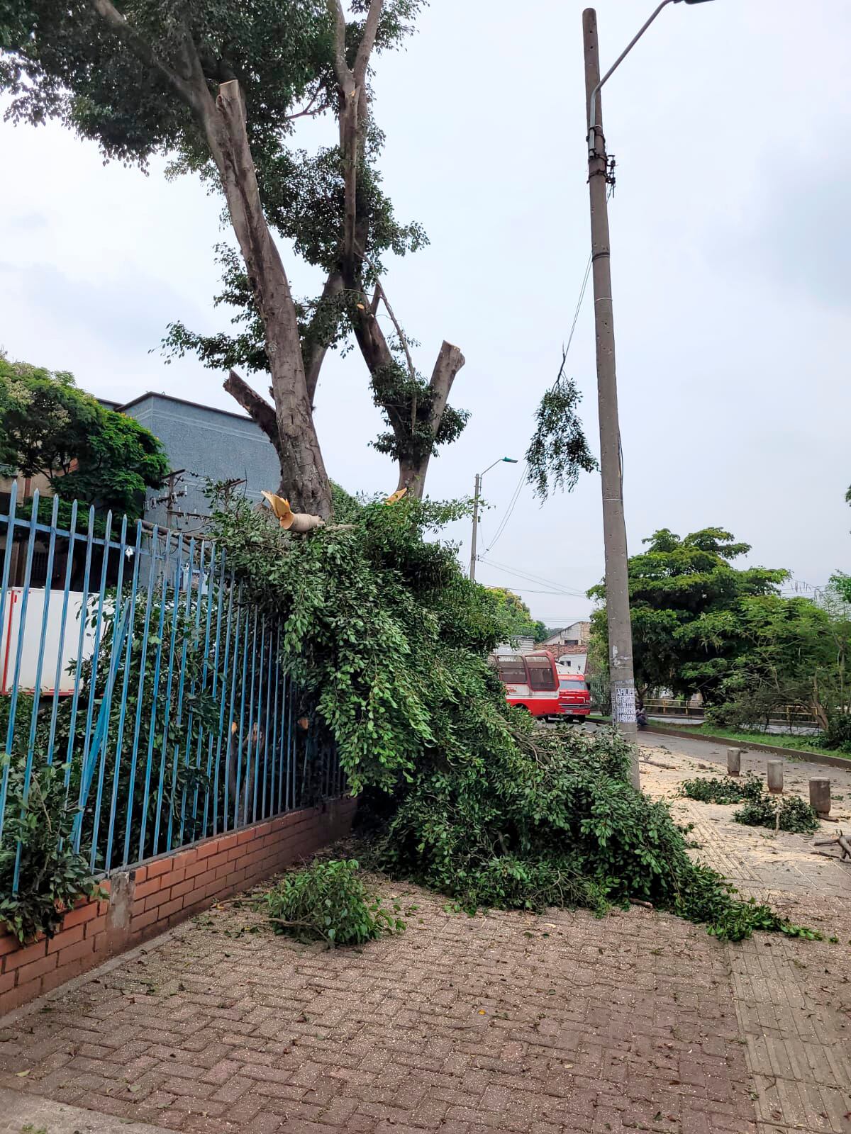 Nuevas talas ilegales fueron detectadas por el Dagma en el norte de Cali.