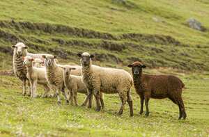 Ovejas paseando sobre el paisaje rural del Municipio de Suesca, en Cundinamarca. Foto: @Revista Semana / Daniel Reina Romero.