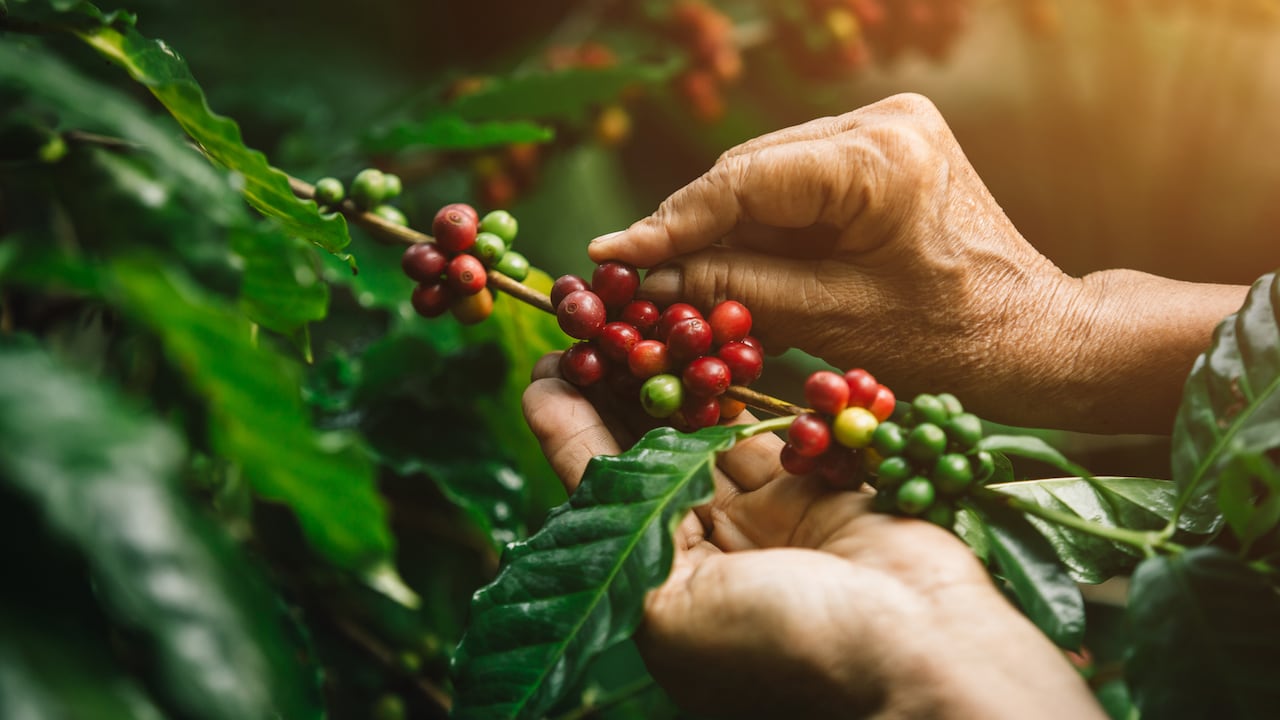 Varios municipios del Valle del Cauca destacan por su cultura cafetera.