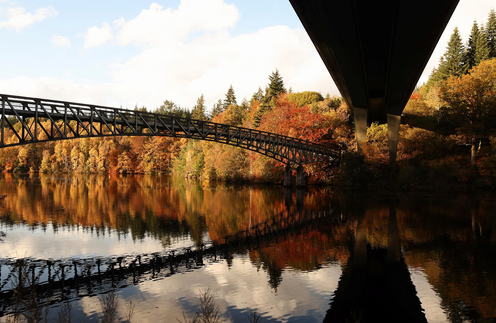 hojas doradas y de color óxido