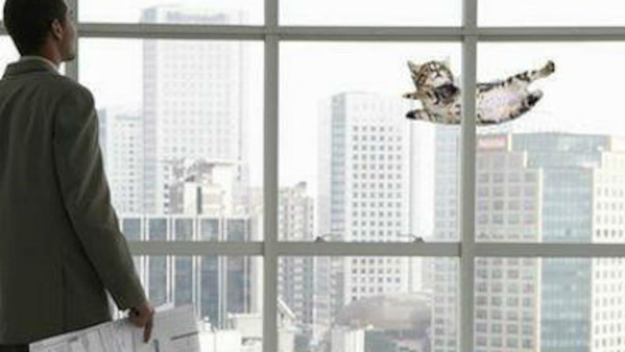 Las piernas de los gatos son elásticas y musculares, lo que les permite amortiguar el impacto.