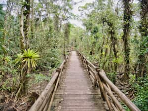 Manglares en el Parque Nacional Natural Utría, cerca de Nuquí. - Fotografía de stock