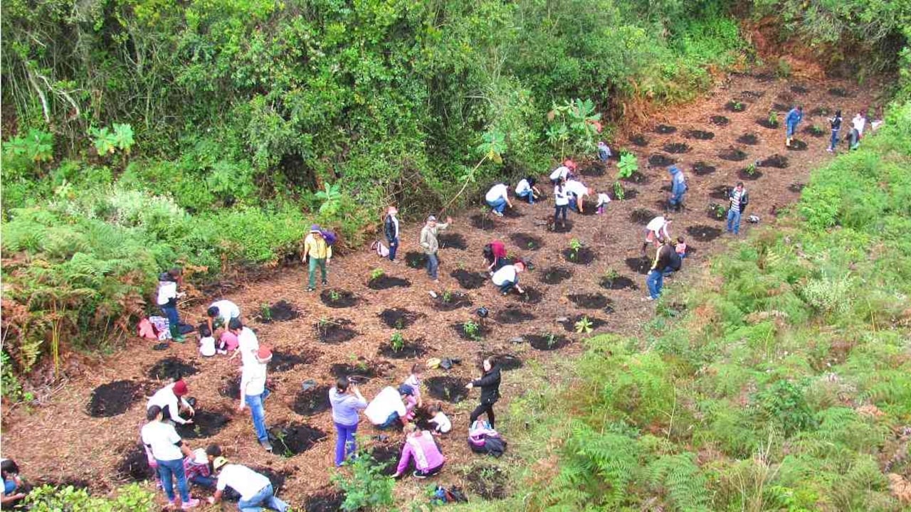 La iniciativa Hojas Verdes lleva a cabo programas de reforestación en los parques La Poma y Canoas. Foto: CAEM