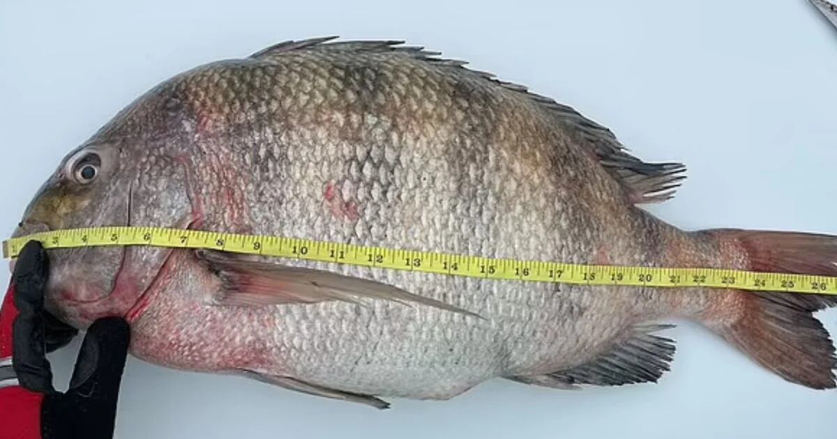 Las imágenes del impresionante pez le están dando la vuelta al mundo.