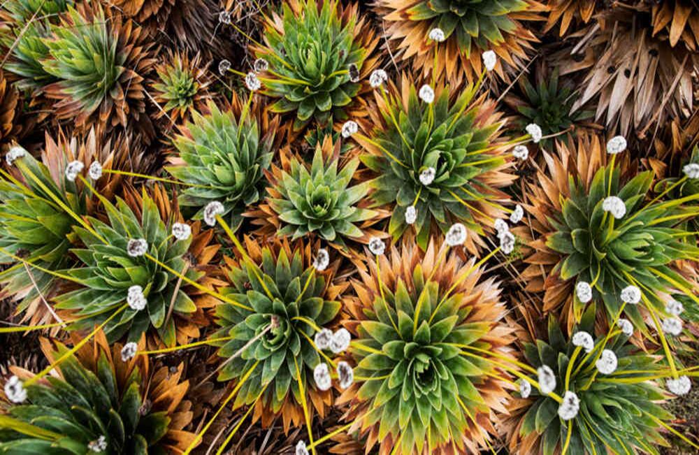 Los cardos de páramo protegen los humedales y almacenan el agua. Foto: Sebastián Morillo