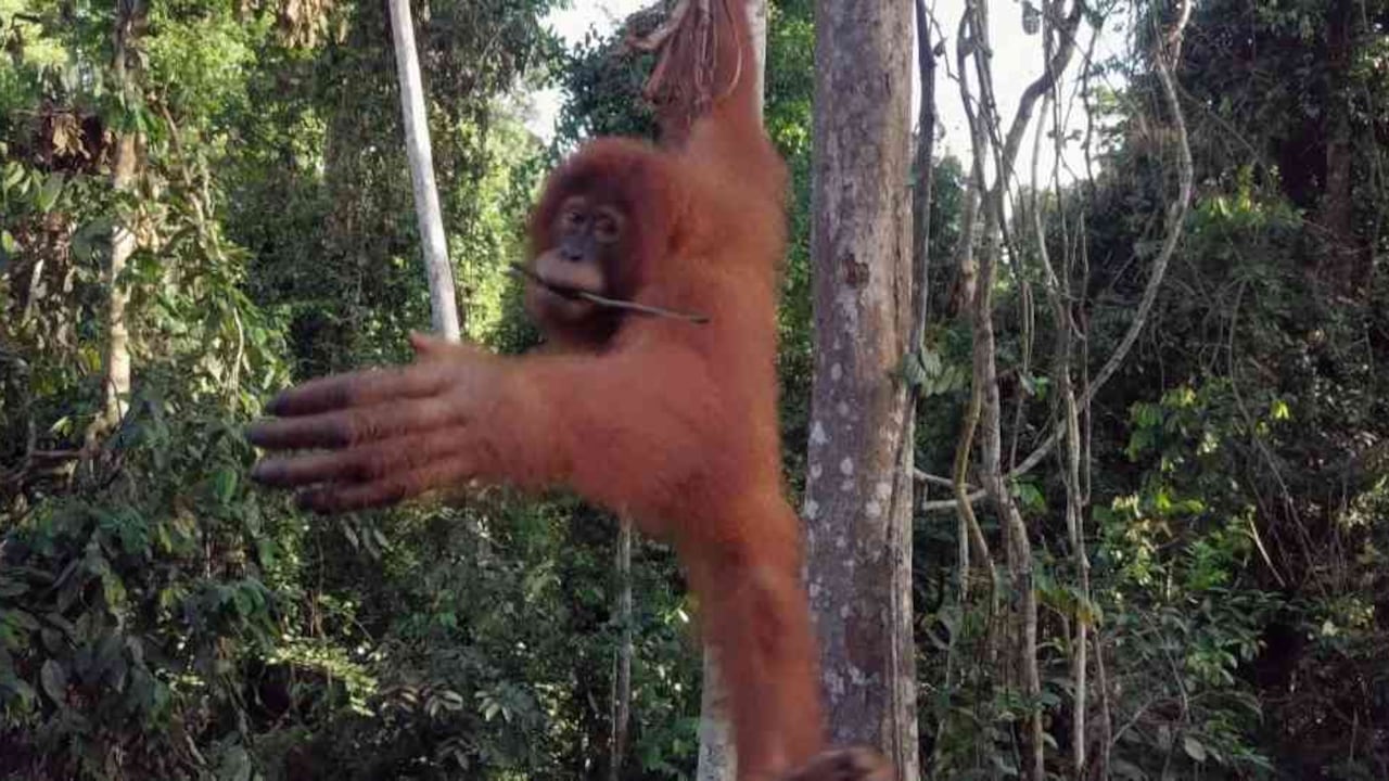 La selva de Sumatra es el hábitat de orangutanes, elefantes, tigres y rinocerontes, entre otras especies, que se ven amenazadas por los incendios provocados para sembrar palma de aceite y caucho. Foto: Getty Images.