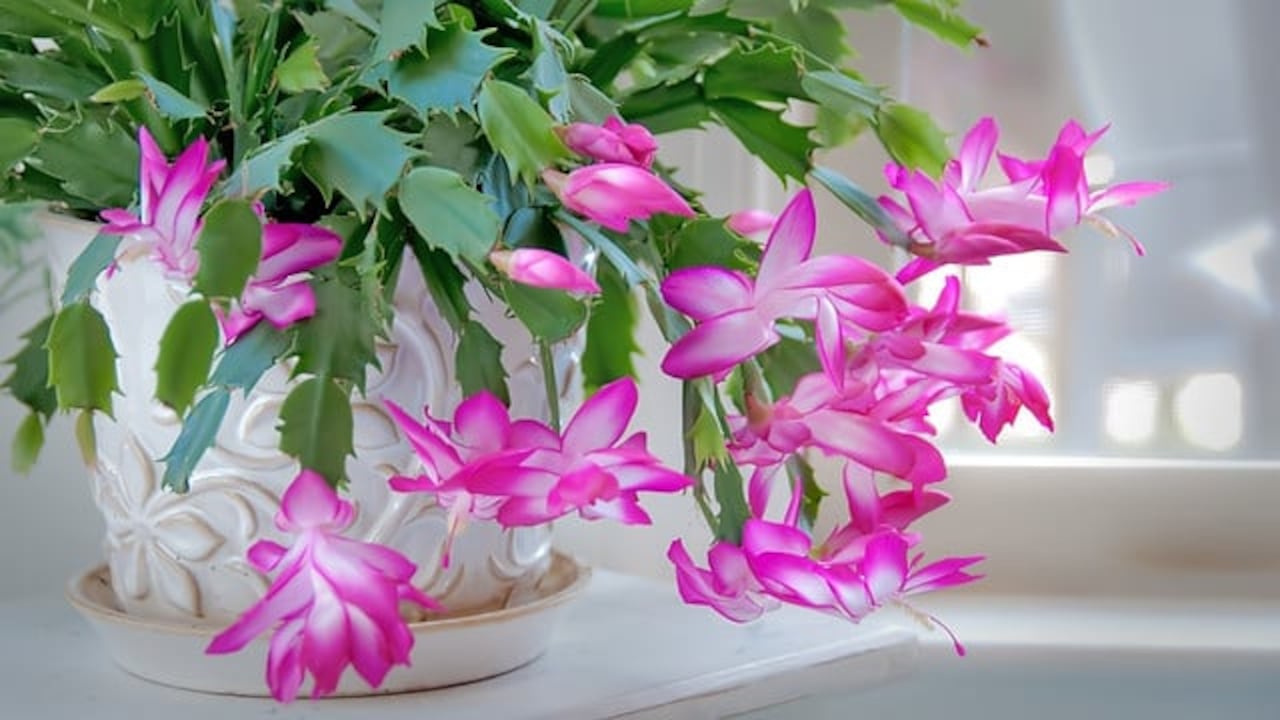 Cactus de Navidad.