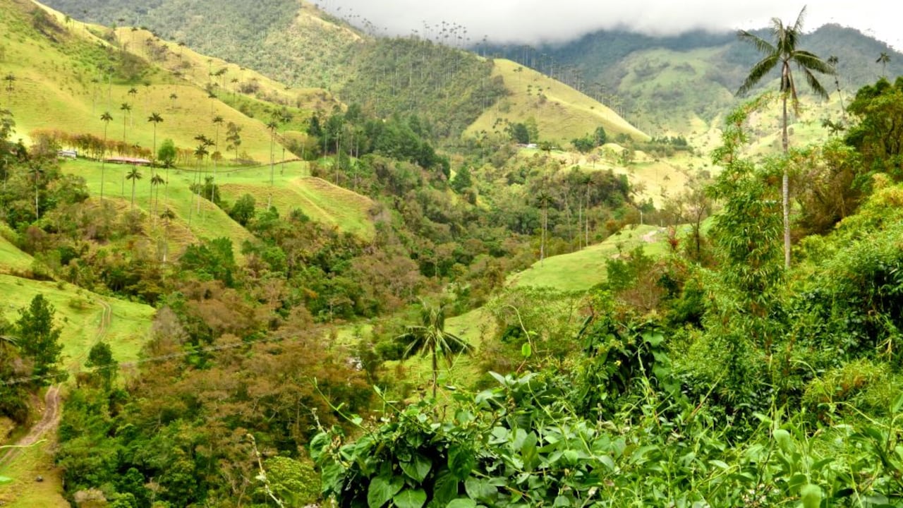 Valle del Cocora
