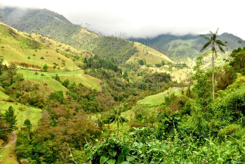 Valle del Cocora