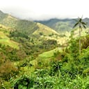 El valle del Cocora es uno de los destinos imperdibles en el Eje Cafetero.