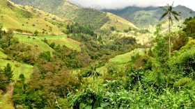 Valle del Cocora