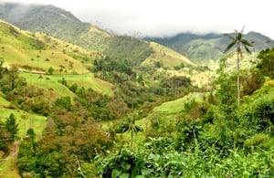 Valle del Cocora