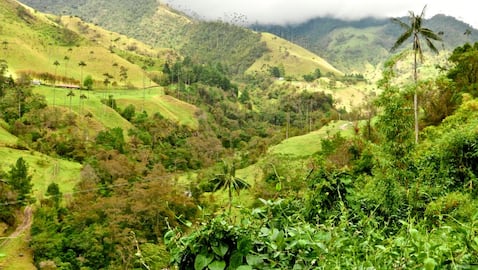 Valle del Cocora