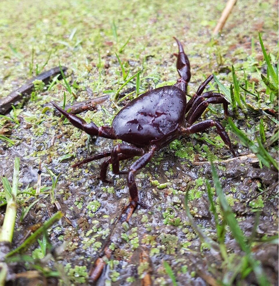 Cangrejos de agua dulce