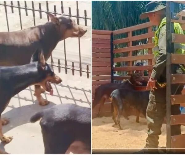 Por estos hechos, los animales fueron llevados al Centro de Bienestar Animal.