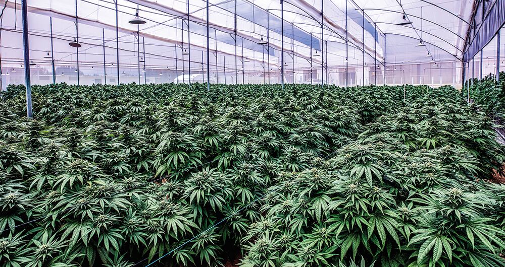 El Congreso analiza la aprobación legal del uso recreativo de la marihuana en Colombia.