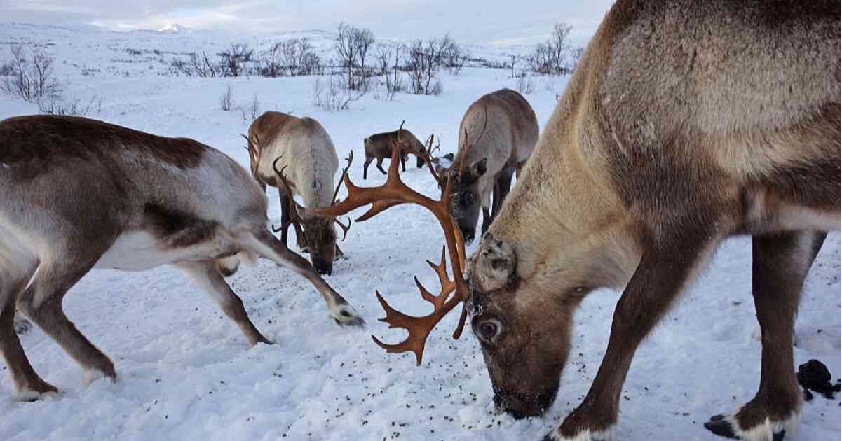 Los caribúes es una de las especies que podría estar más amenazada con actividades petroleras en Alaska. Foto: Getty Images