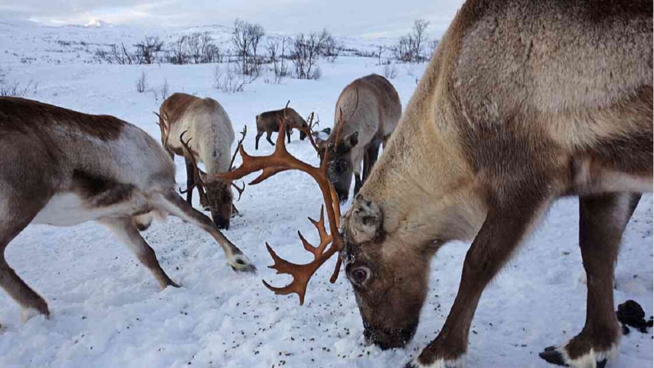 Los caribúes es una de las especies que podría estar más amenazada con actividades petroleras en Alaska. Foto: Getty Images