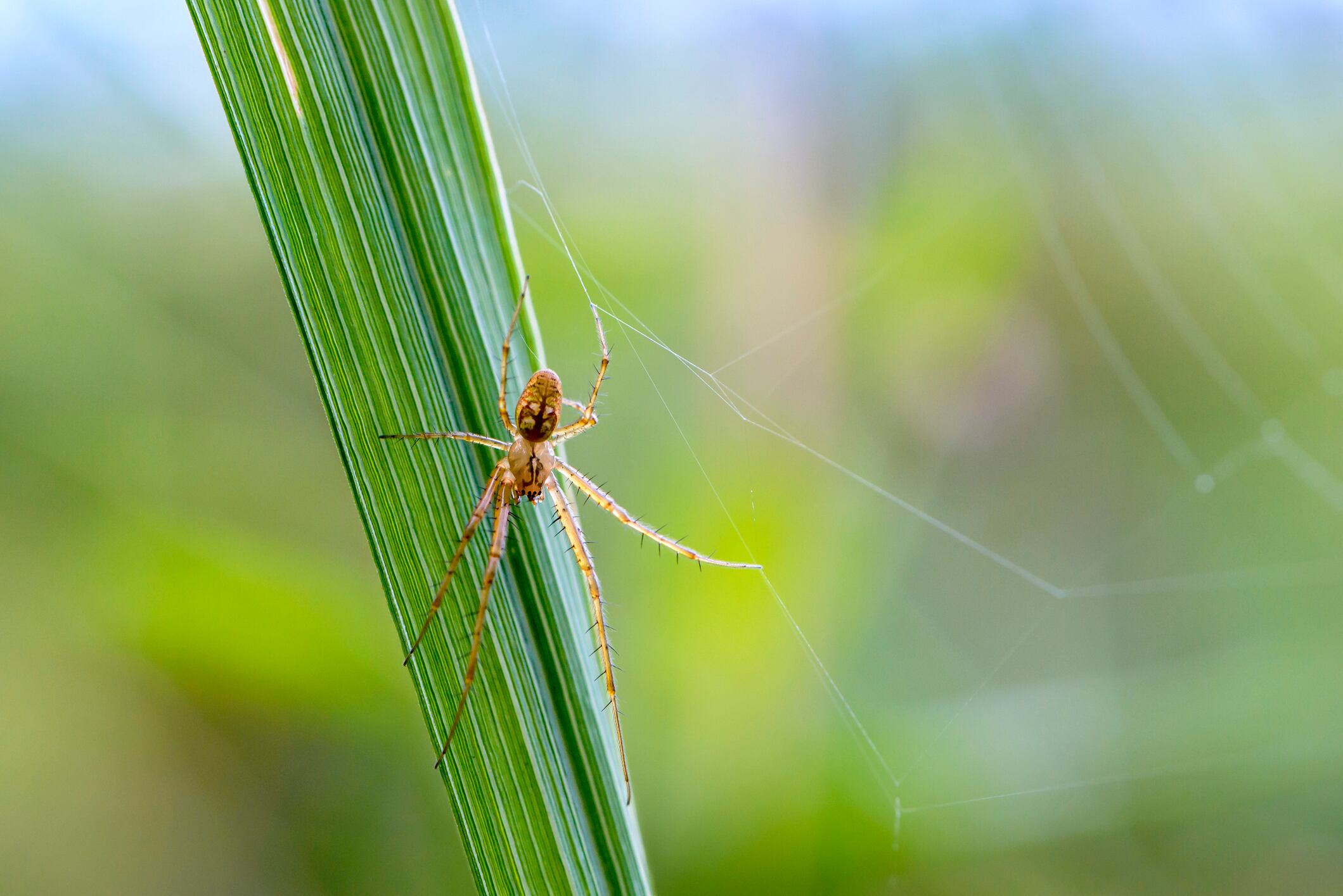 Esta especie de araña normalmente prefiere la oscuridad de las cuevas y otros espacios subterráneos