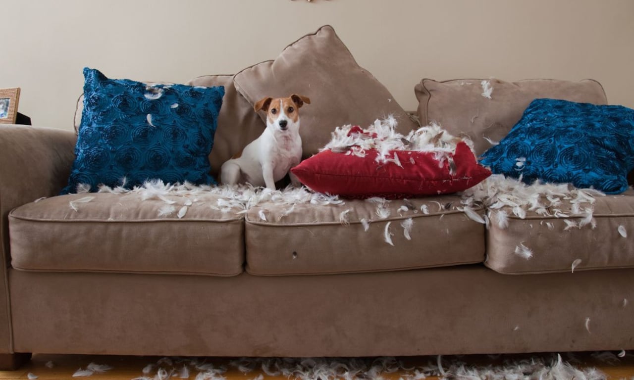 Consejos para dejar a los perros solos en la casa.