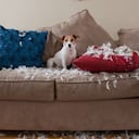 Consejos para dejar a los perros solos en la casa.