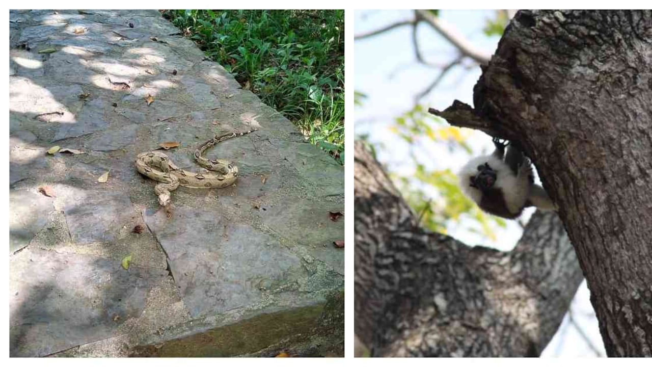 Diversas especies silvestres han aparecido en época en que el parque se encuentra cerrado. Foto: Parques Nacionales Naturales