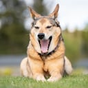 ¿Cuándo es peligroso el estornudo inverso en los perros?
