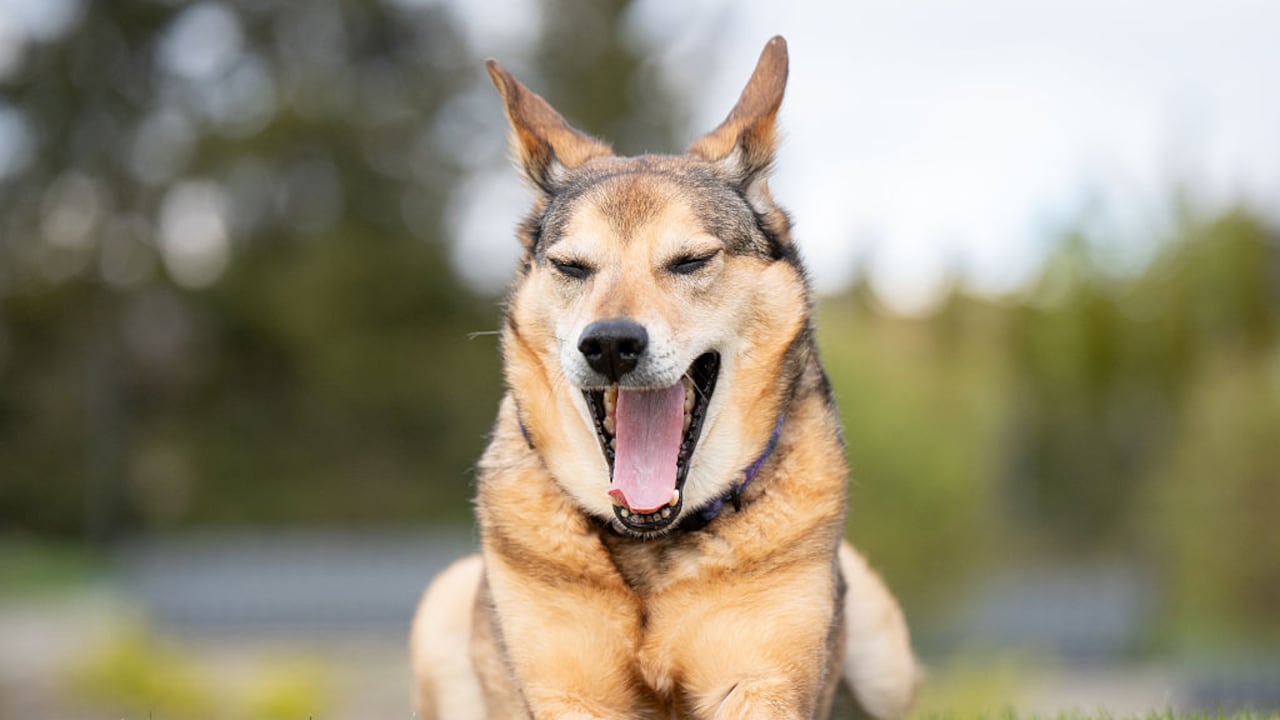 ¿Cuándo es peligroso el estornudo inverso en los perros?