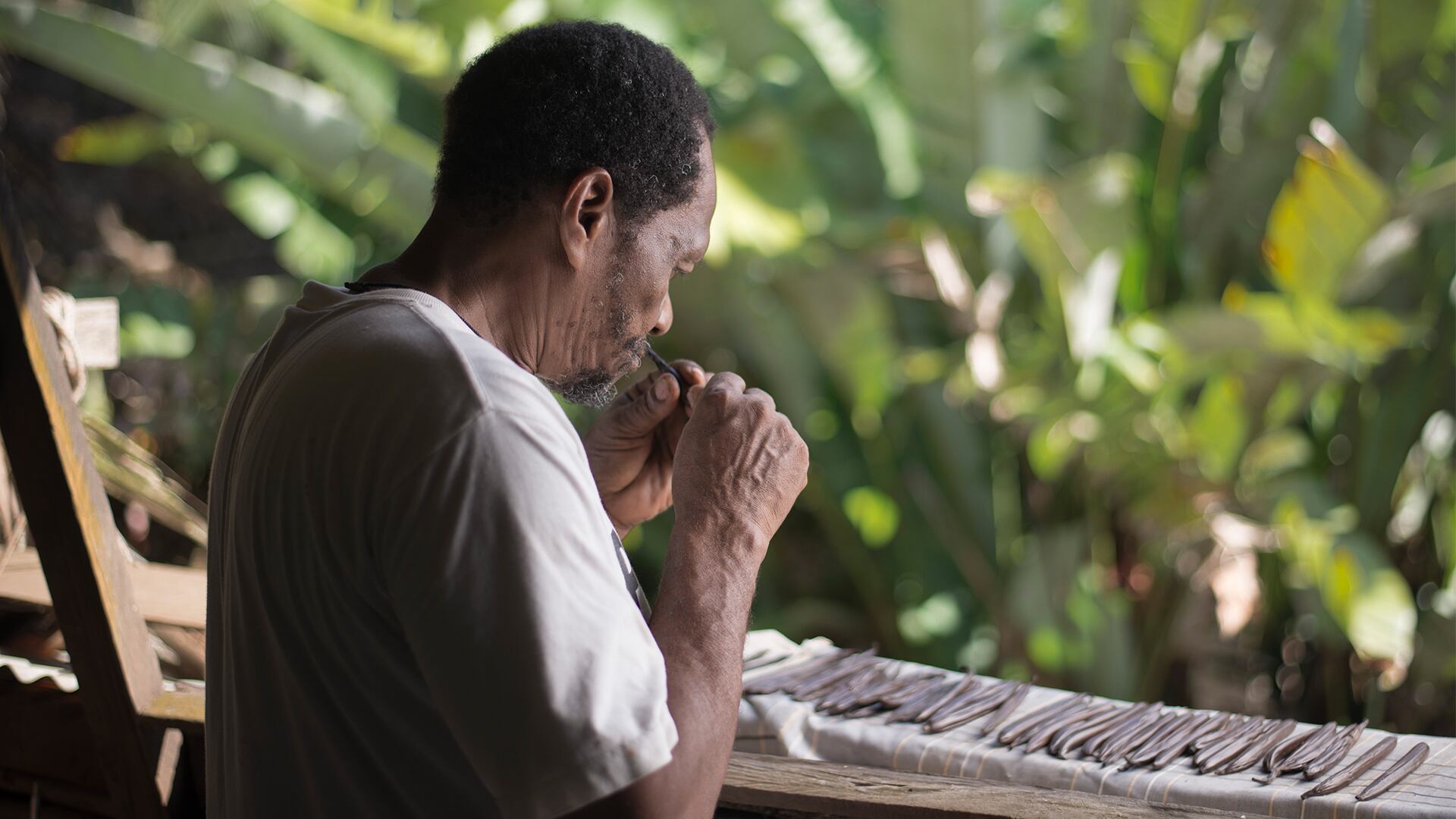 En Bahía Solano crece el primer cultivo de vainilla a gran escala del país. La especie exótica de la que se extrae solo se encuentra en  México, Madagascar y China