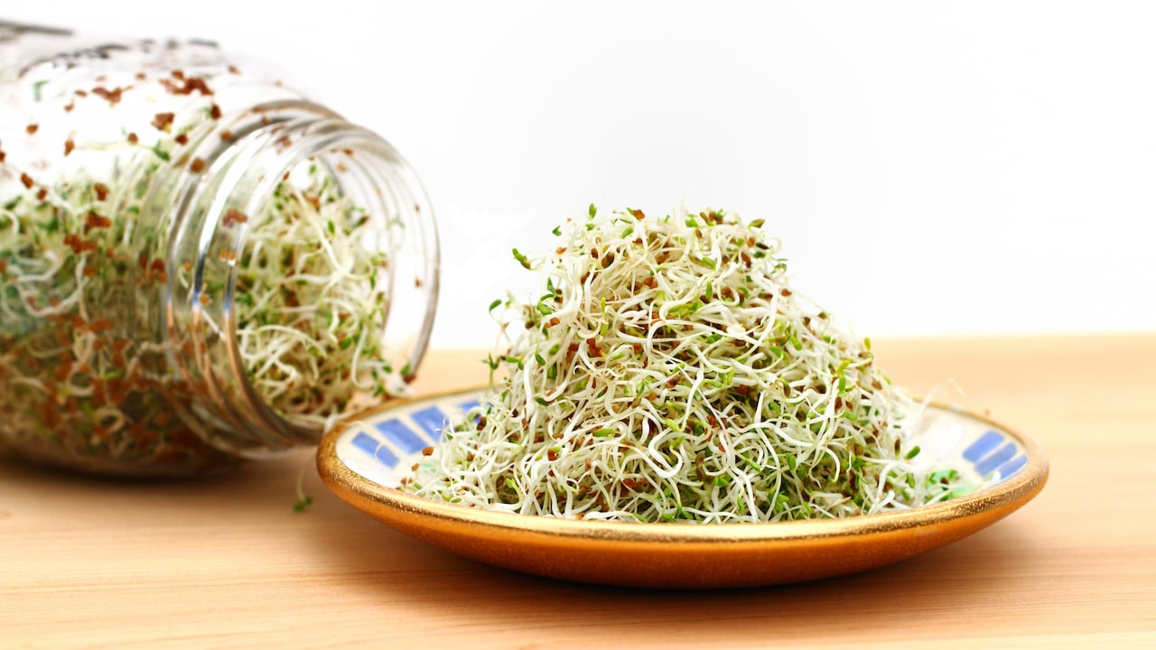 La alfalfa es una buena fuente de nutrición y se pueden utilizar como ingrediente en ensaladas, sopas, panes o se comen crudos por sí mismos.