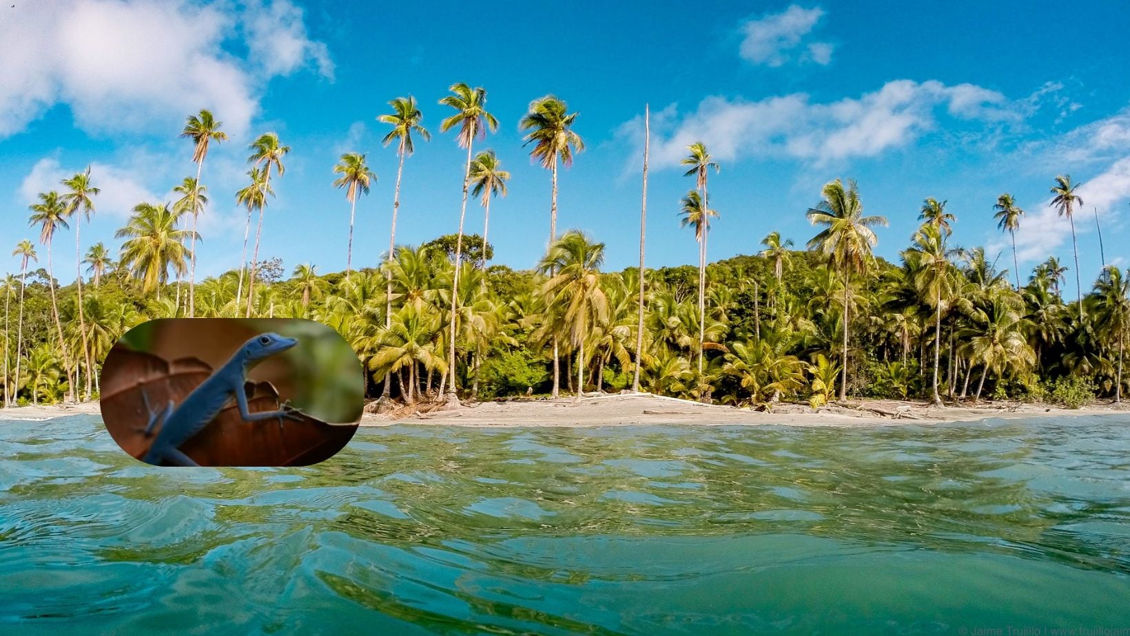 La isla de Colombia que alberga una curiosa lagartija, única en su especie de color azul