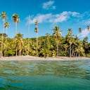 Lagarto azul de Gorgona