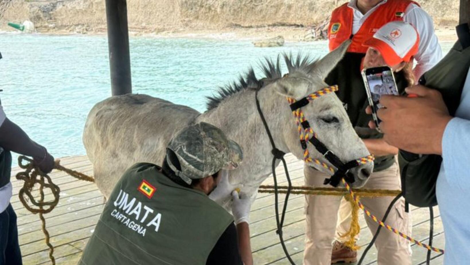 El animal recibirá atención veterinaria, seguimiento nutricional y cuidados necesarios.