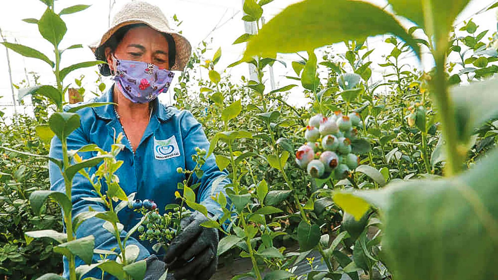 ¿Cuál será el papel del agro en la reactivación?