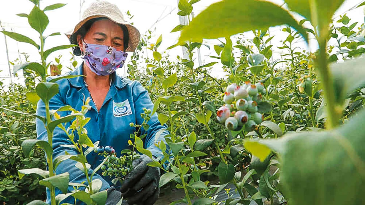 ¿Cuál será el papel del agro en la reactivación?
