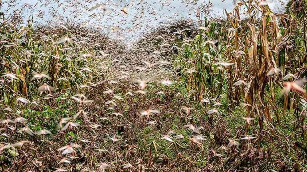 Un enjambre de insectos de un kilómetro cuadrado puede comer la misma cantidad de alimentos en un día que 35.000 personas. Foto: FAO