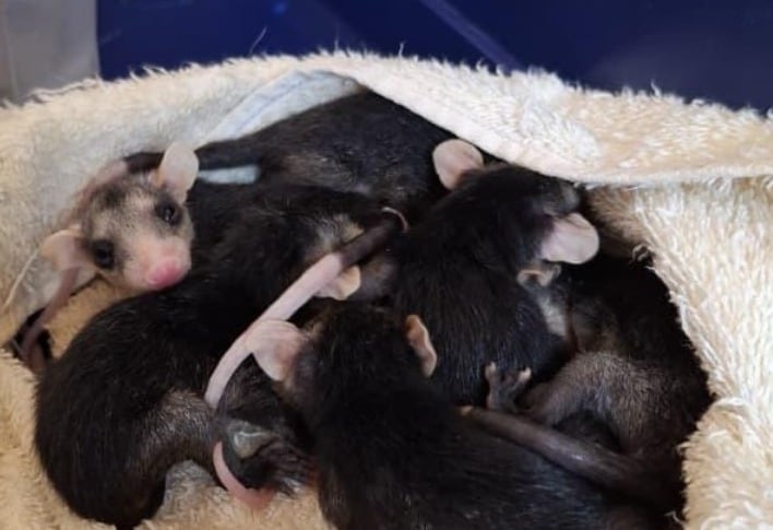 La CAR rescató y atendió a más de 25 animales silvestres en Cundinamarca.
