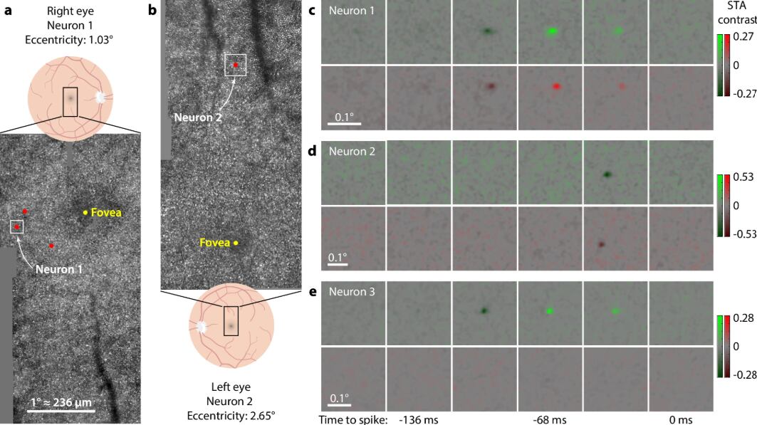 El análisis mostró la localización de campos receptivos en áreas cercanas a la fóvea en dos macacos.