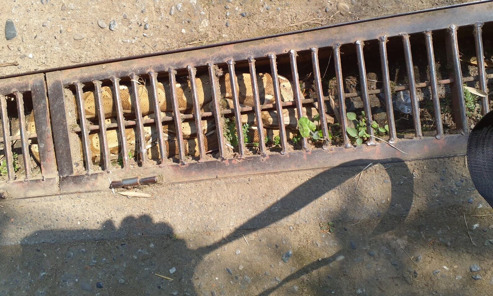 Impresionante: una boa constrictor apareció en la Buitrera en Cali; el animal habría sido domesticado.