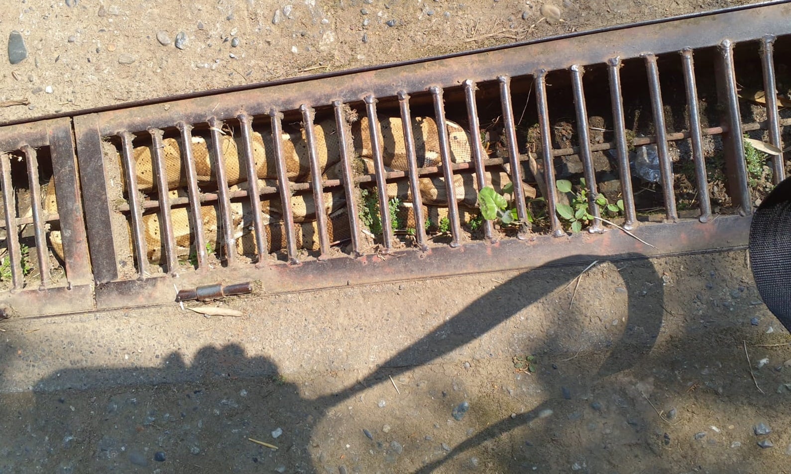 Impresionante: una boa constrictor apareció en la Buitrera en Cali; el animal habría sido domesticado.