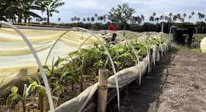 Esta sequía corresponde a la segunda temporada seca del año en el país. Sin embargo, las temperaturas tan elevadas y bajas precipitaciones tienen en alerta a los agricultores. Foto Cortesía Secretaría de Agricultura del Valle.